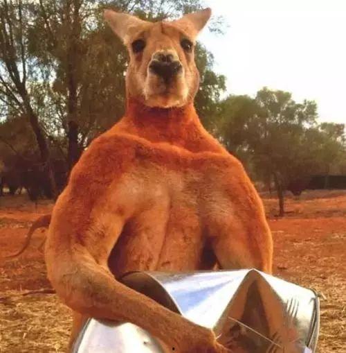 袋鼠吃瓜表情,萌态可掬的动物瞬间