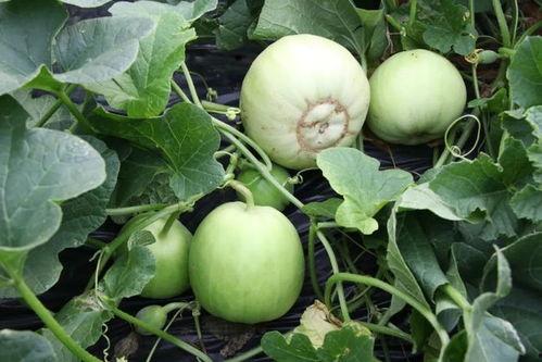 开心吃瓜入口,畅享夏日清凉时光