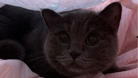 吃瓜猫咪合集,萌态百出，笑料连连