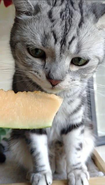 吃瓜猫咪合集,萌态百出，笑料连连