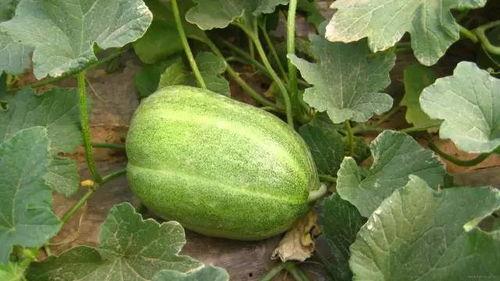 辉县最近吃瓜,揭秘背后真相与网络舆论的漩涡