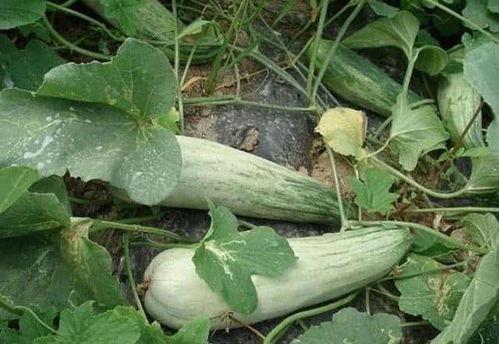 10月瓜怎么吃,10月瓜类美味食用指南