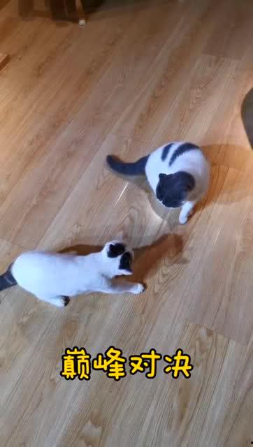 巅峰吃瓜群众在哪,揭秘网络舆论场的风云变幻