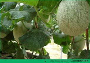 吃一半哈密瓜会发胖吗