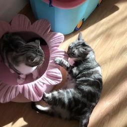 不醒喵吃瓜,揭秘娱乐圈那些鲜为人知的幕后故事