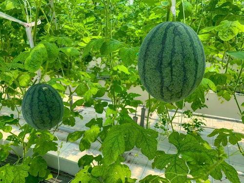 晒着太阳吃瓜,晒着太阳，尽享美味瓜果