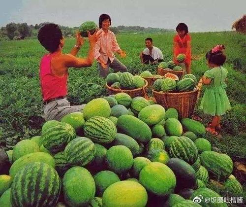 穆店全民吃瓜,全民共享吃瓜盛宴