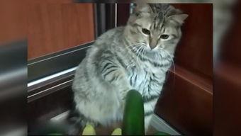 小猫吃角瓜,小猫的角瓜美食之旅