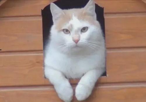 小猫吃角瓜,小猫的角瓜美食之旅