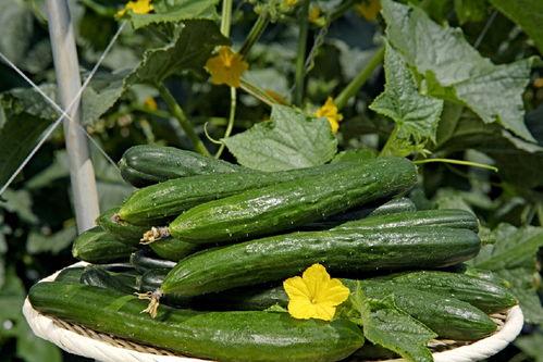 嫩瓜花可以吃吗怎么吃,美味与营养的完美结合