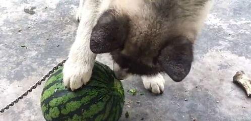 我家狗狗自己吃瓜,瓜果成新宠