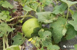 最大的乐趣吃瓜,探寻最大乐趣的吃瓜之旅