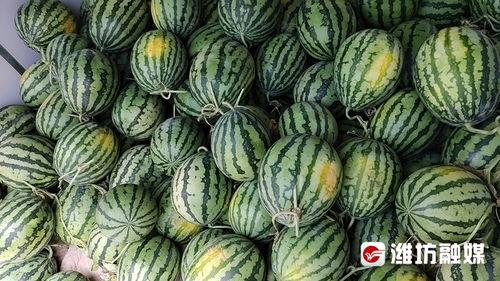 济源宣化街吃瓜