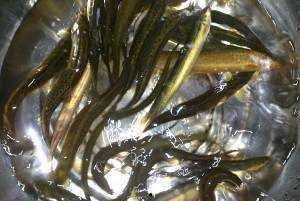 泥鳅吃瓜吗,探究它们是否吃瓜的秘密