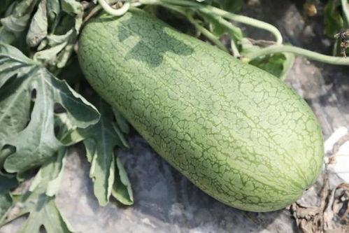 可以连籽吃的瓜,美味瓜果新体验