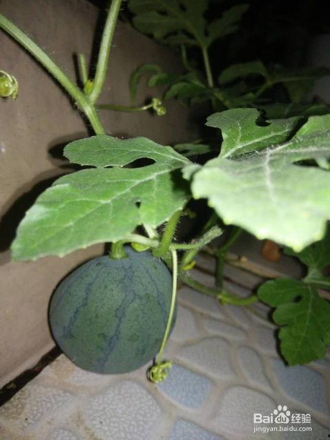 可以连籽吃的瓜,美味瓜果新体验