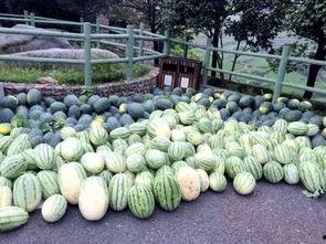 吃瓜的人岭南版,吃瓜群众的热议焦点