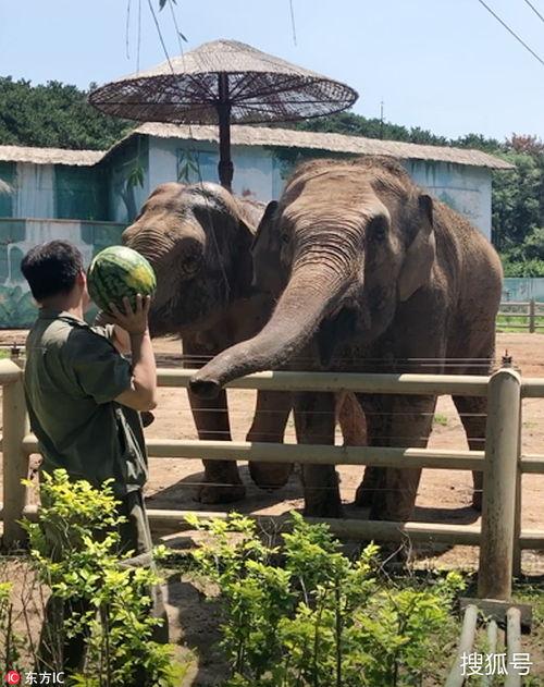 大象到瓜摊吃瓜,欢乐吃瓜记