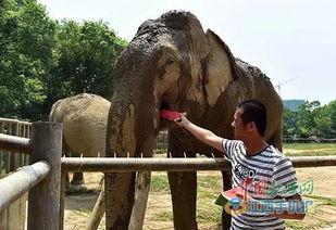 大象到瓜摊吃瓜,欢乐吃瓜记