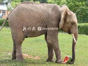 大象到瓜摊吃瓜,欢乐吃瓜记