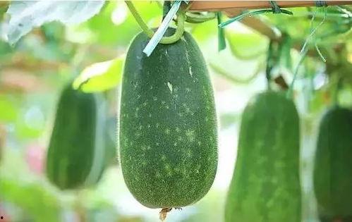 吃瓜有什么瓜,那些你不知道的“吃瓜”故事