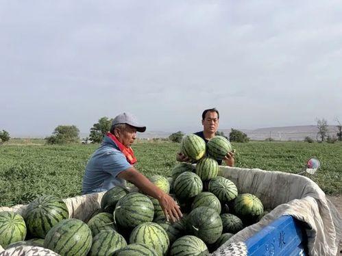 春天吃瓜季节图片