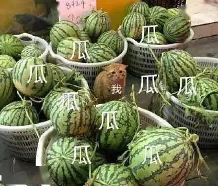 上头了吃瓜,网络热点的狂欢与反思