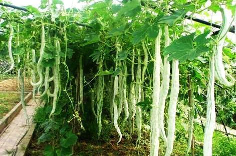 德爷吃蛇瓜,蛇瓜美食之旅