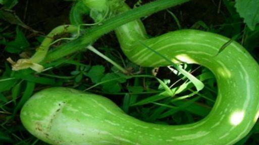 德爷吃蛇瓜,蛇瓜美食之旅