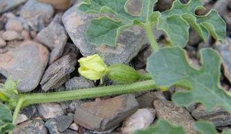 宁夏吃瓜事件,一场网络热议背后的真相与反思