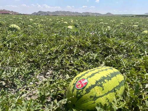 宁夏吃瓜事件,一场网络热议背后的真相与反思