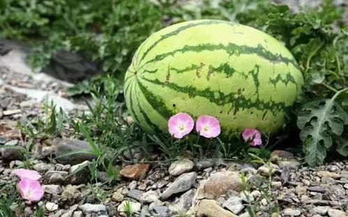 宁夏吃瓜事件,一场网络热议背后的真相与反思