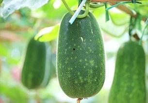 谁可以吃瓜,哪些人群适合享用美味瓜果